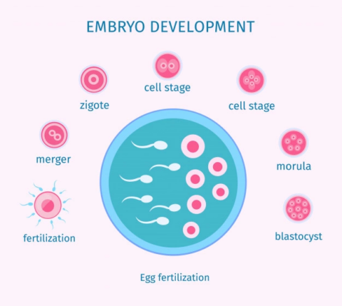 IVF / Test Tube Baby center in Thane - Dr. Trupti Kharosekar